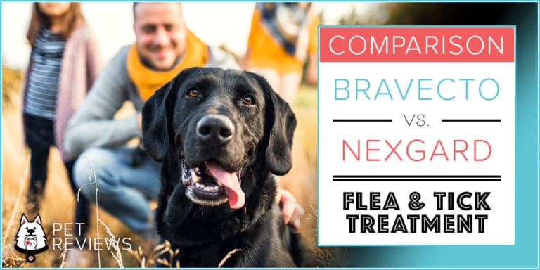 Bravecto vs NexGard for Dogs: Our 2022 Guide To Which One Is Better