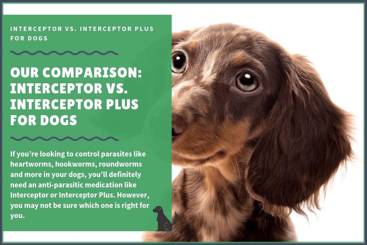Where To Buy Interceptor Plus For Dogs