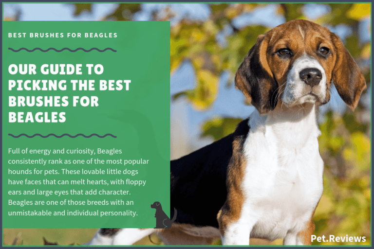 10 Best Brushes for Beagles: Our 2022 Beagle Brush Guide