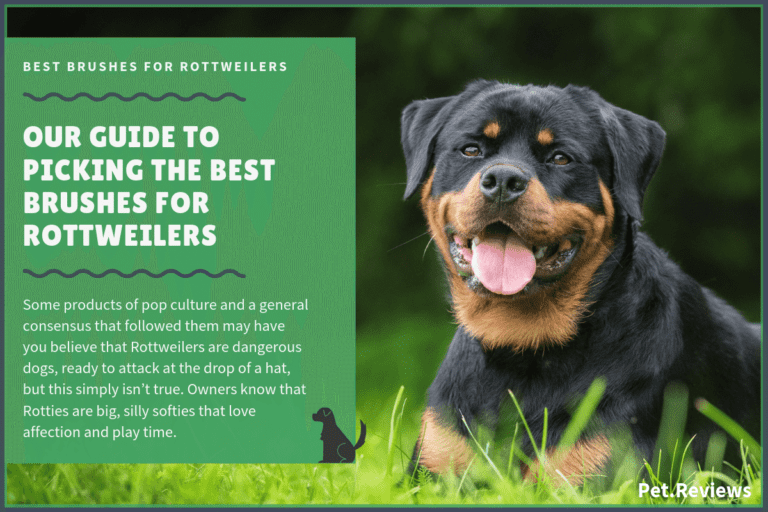 9 Best Brushes for Rottweilers: Our 2022 Rottie Brush Guide