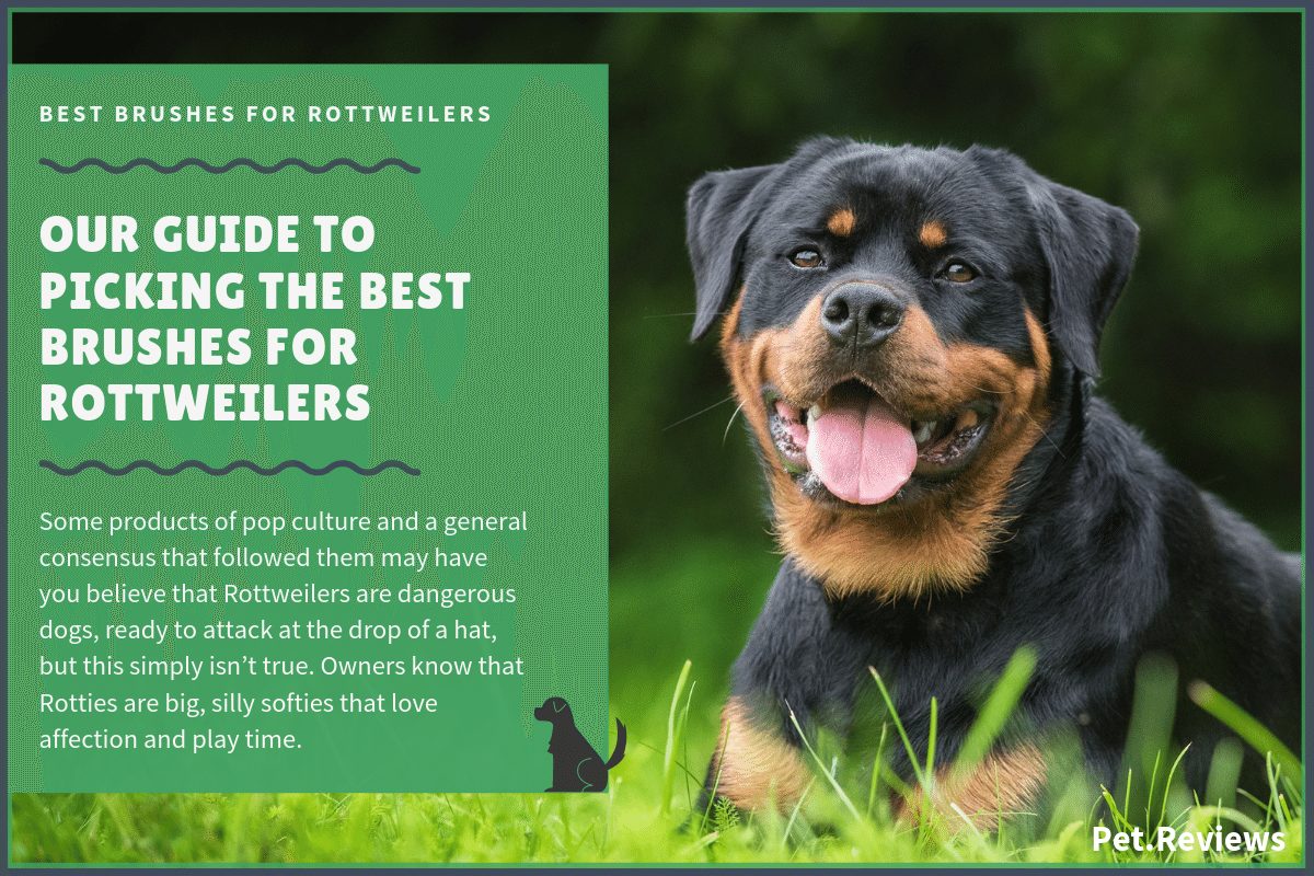 9 Best Brushes For Rottweilers Our 2020 Rottie Brush Guide