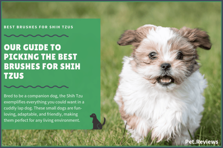 10 Best Brushes for Shih Tzus: Our 2022 Shih Tzu Brush Guide