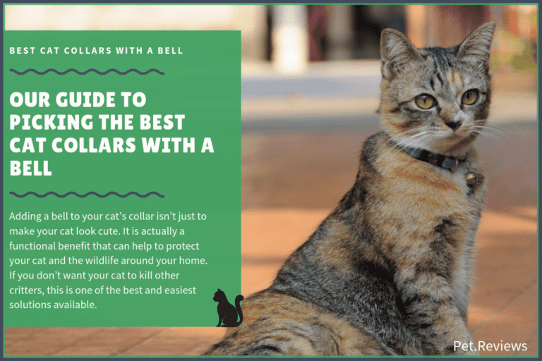 7 Best Cat Collars with a Bell Including Our Breakaway Pick