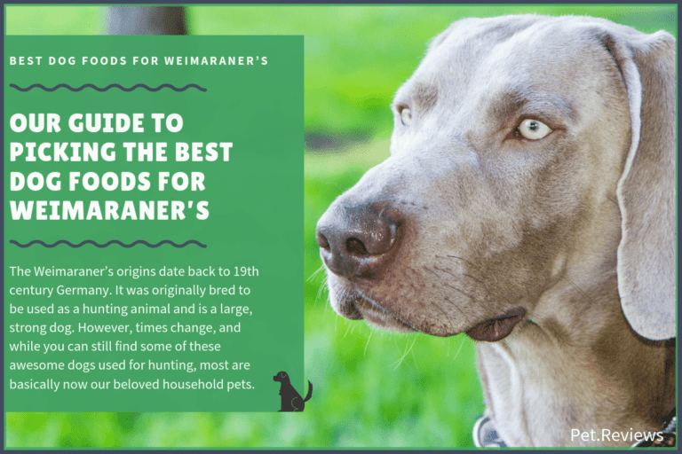 11 Best (Highest Quality) Dog Foods for Weimaraner’s in 2022