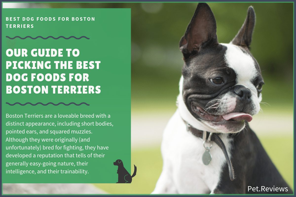 best dog food for boston terriers