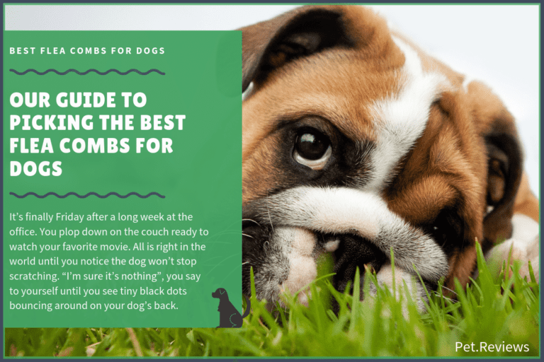 6 Best Flea Combs for Dogs: Our 2022 Comb for Fleas Guide