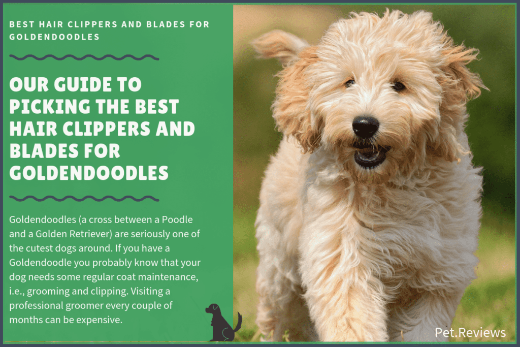 best hair clippers for goldendoodles