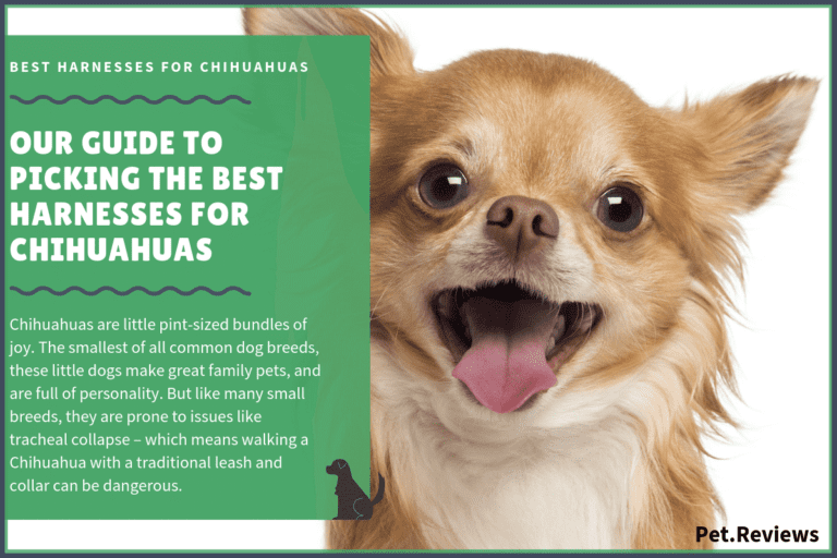 10 Best Harnesses for Chihuahuas: Our Walking, Hiking & No Pull Picks