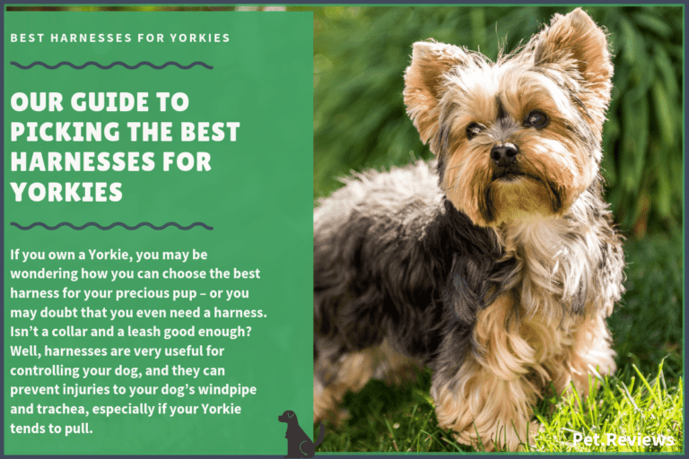 10 Best Harnesses for Yorkies: Our 2022 Yorkie Harness Guide
