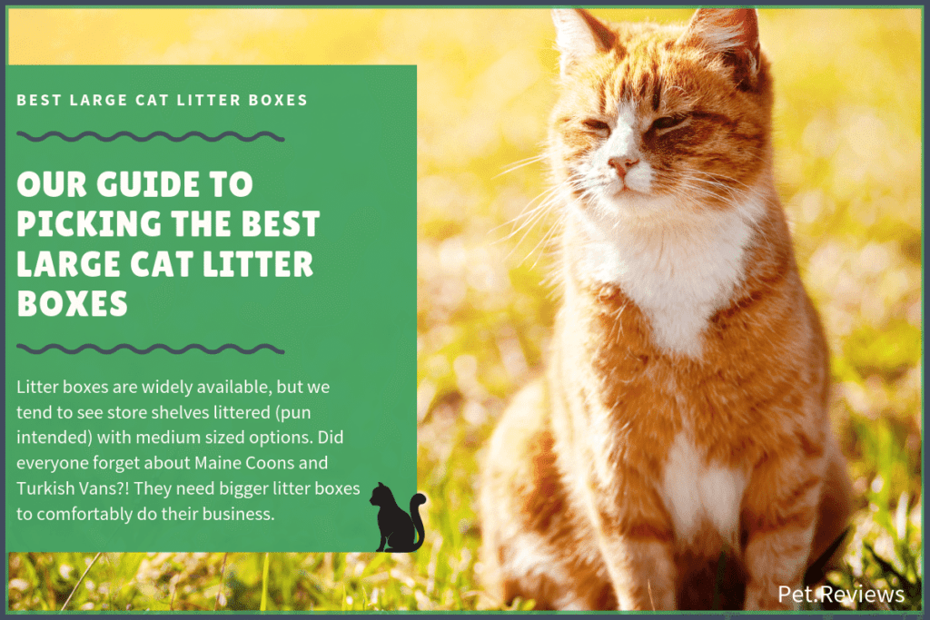 best large cat litter boxes