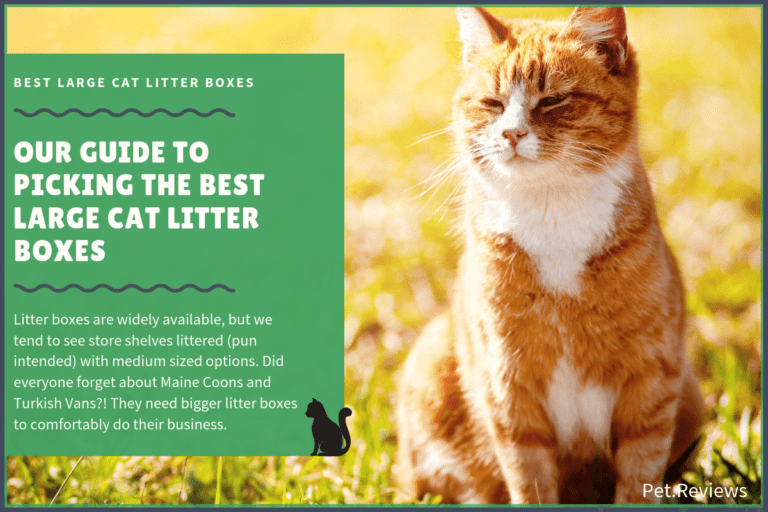 6 Best Large Cat Litter Boxes With Our 2023 Budget-Friendly Pick