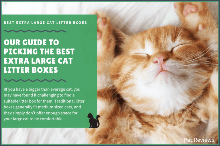 6 Best Extra Large Cat Litter Boxes With Our 2022 Budget-Friendly Pick