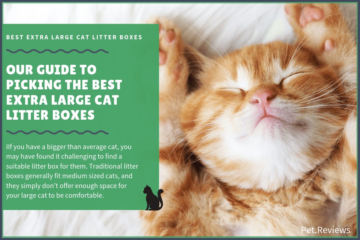 best extra large cat litter box