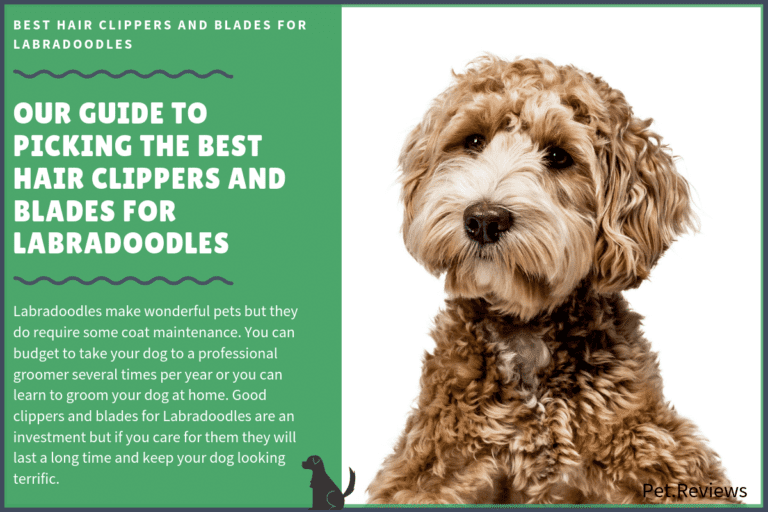 9 Best (Professional) Hair Clippers and Blades for Labradoodles in 2022