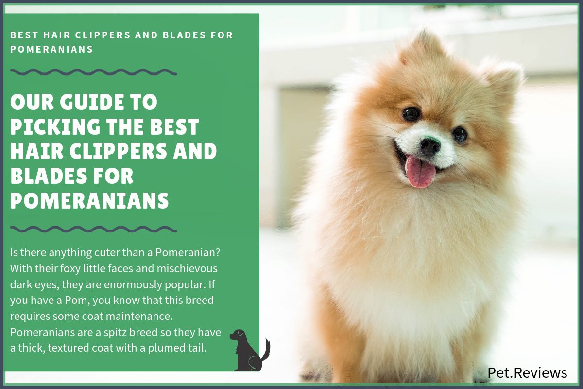 best hair clippers for pomeranian