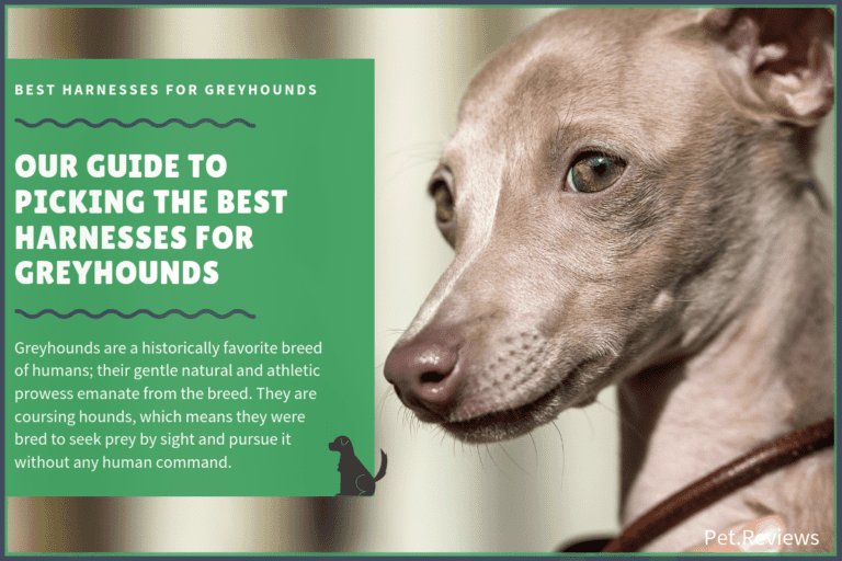 9 Best Harnesses for Greyhounds: Our Walking and No Pull Picks