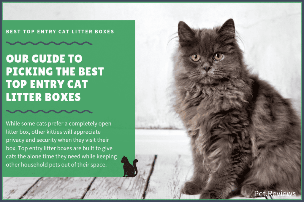 best top entry cat litter box