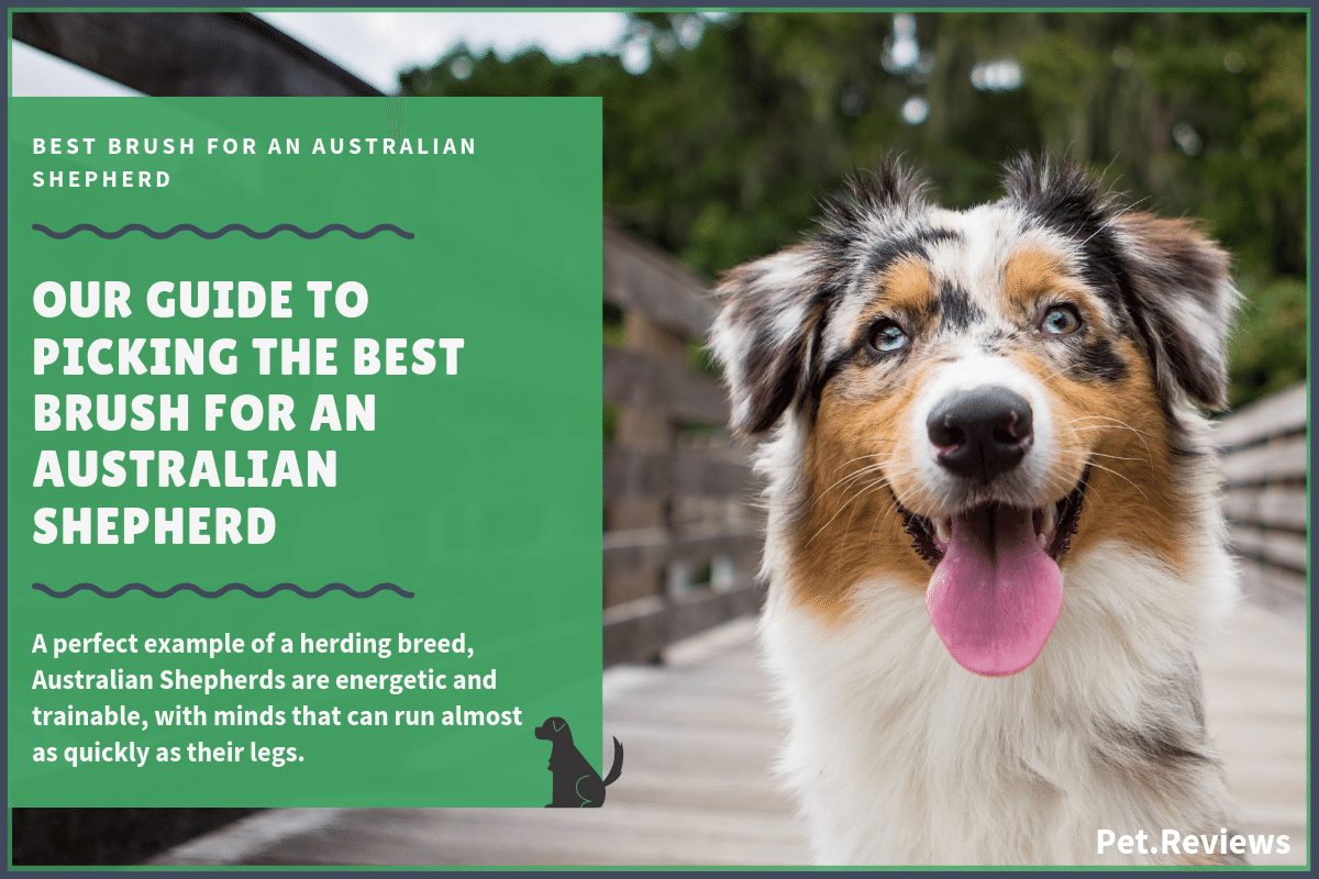 anspore kølig klodset 10 Best Brushes for Australian Shepherds: Our 2022 Top Rated Picks