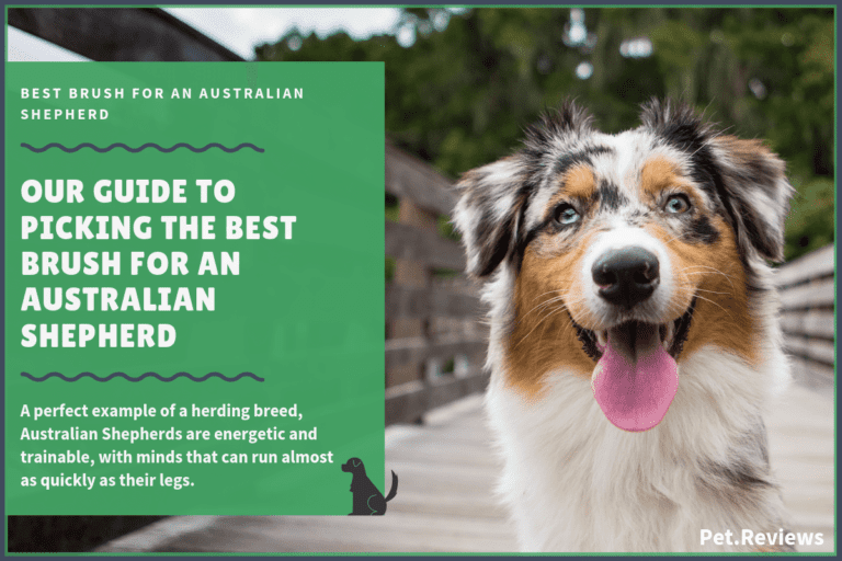 10 Best Brushes for Australian Shepherds: Our 2023 Top Rated Picks