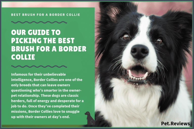 10 Best Brushes for Border Collies: Our 2023 Top Rated Picks