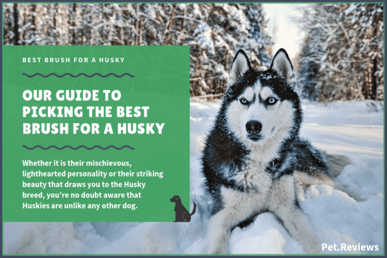 10 Best Brushes for Huskies: Our 2023 Husky Brush Guide