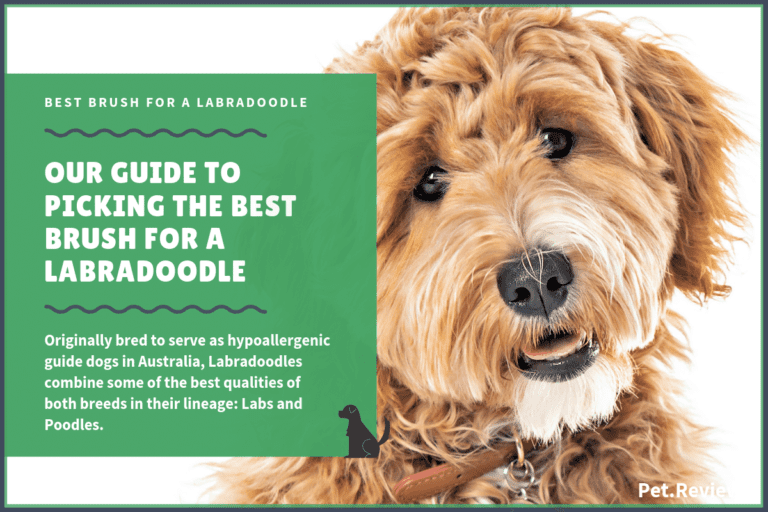 10 Best Brushes for Labradoodles: Our 2023 Labradoodle Brush Guide