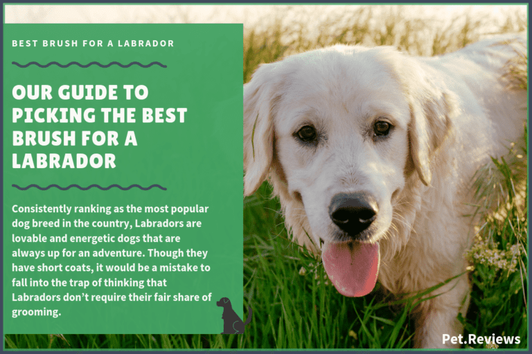 Best Brush for Labrador: 10 Best Labrador Brushes in 2022