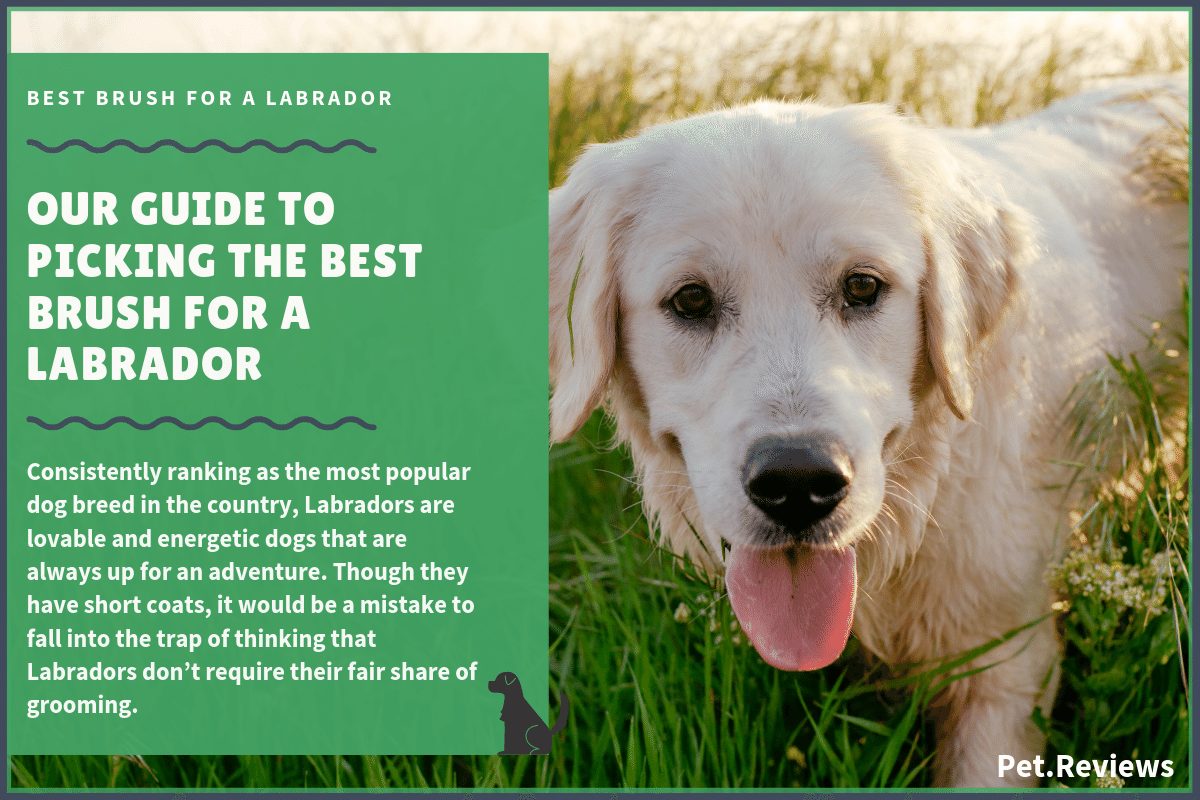 Best Brush for Labrador: 10 Best Labrador Brushes in 2023