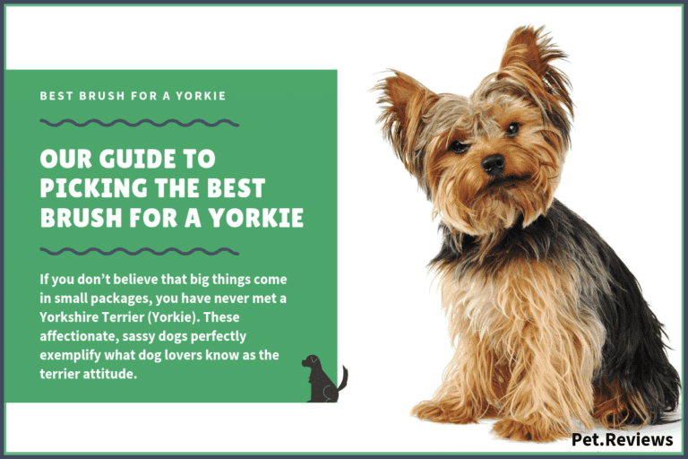 9 Best Brushes for Yorkies: Our 2023 Yorkie Brush Guide