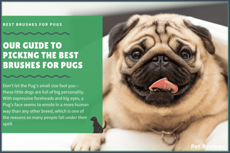 9 Best Brushes for Pugs: Our 2022 Pug Brush Guide