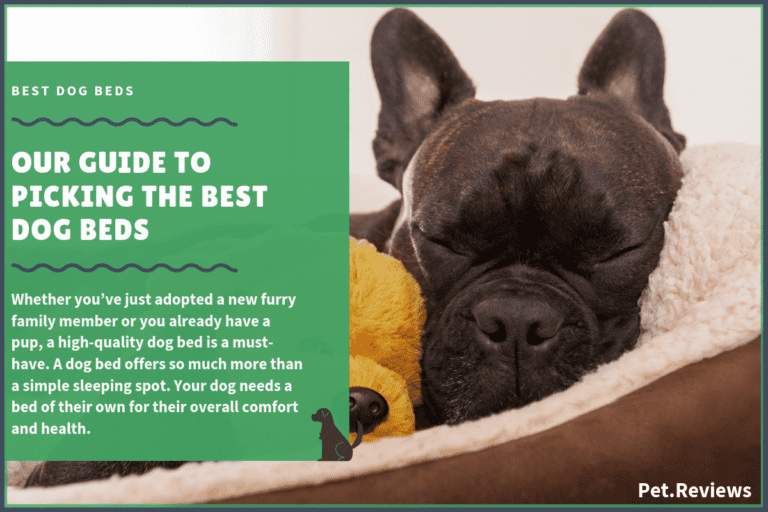 7 Best Dog Beds With Our 2022 Budget-Friendly Pick