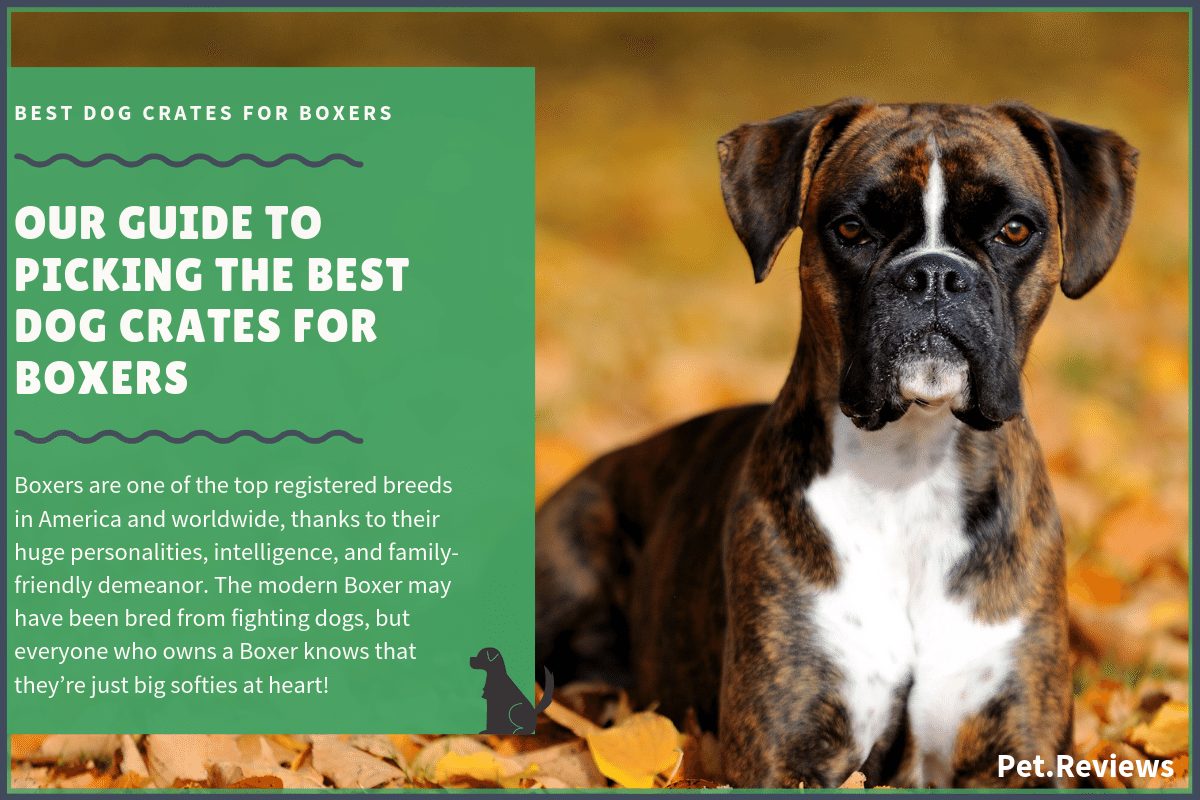 best dog crates for boxers
