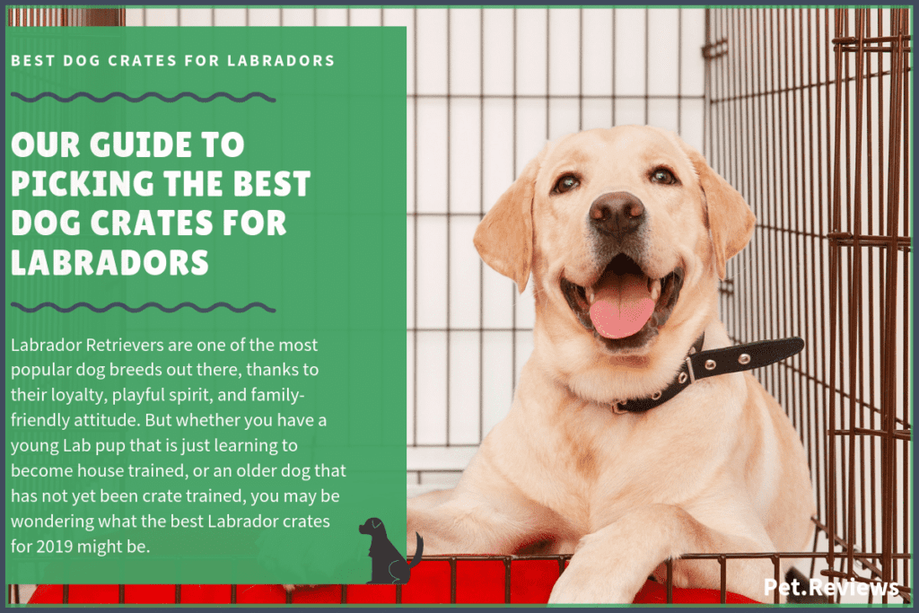 best dog crates for labradors