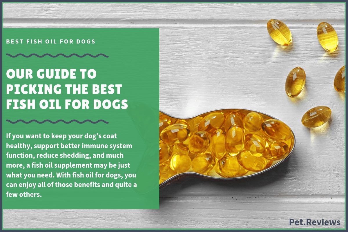 best fish oil for dogs