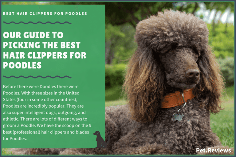 8 Best (Professional) Hair Clippers and Blades for Poodles in 2023