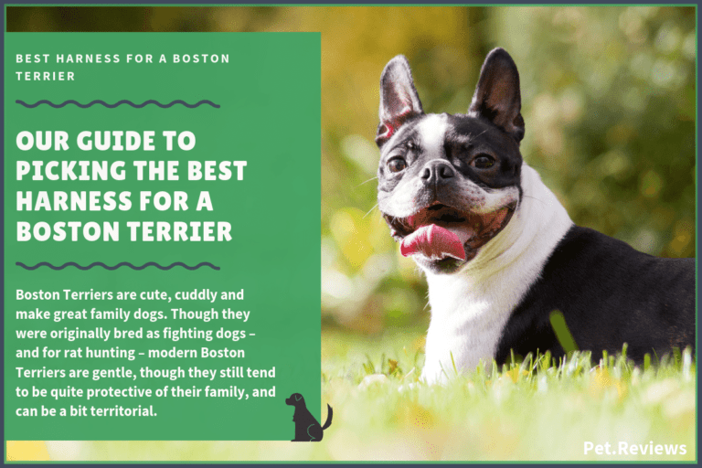 10 Best Harnesses for Boston Terriers: Our 2023 Guide