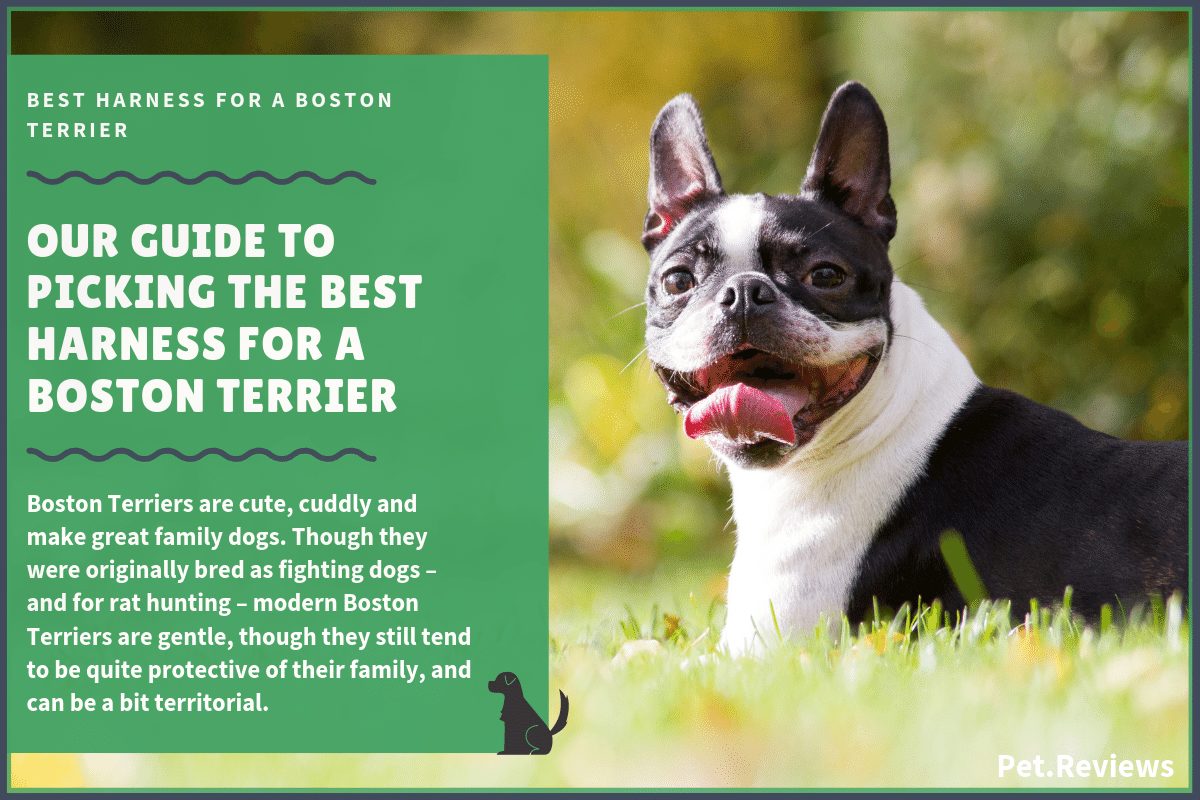 Best harness for Boston Terrier