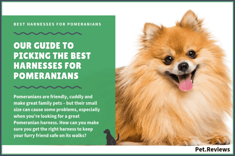 10 Best Harnesses for Pomeranians: Our Walking, Hiking & No Pull Picks