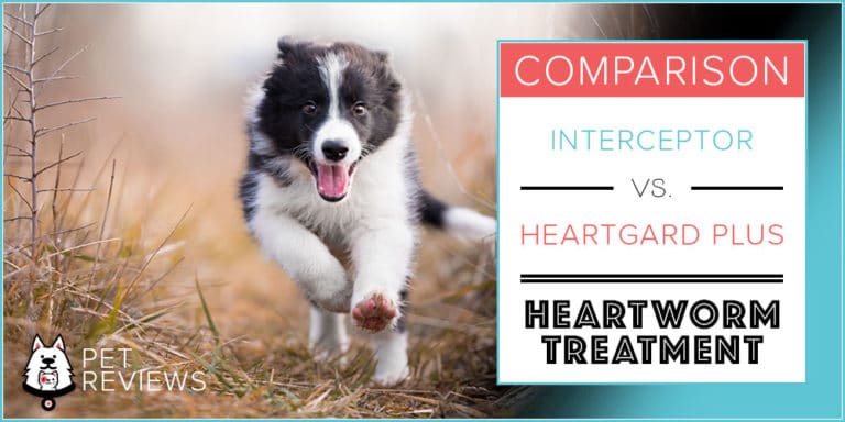 Interceptor vs Heartgard Plus For Dogs: Our 2022 Comparison