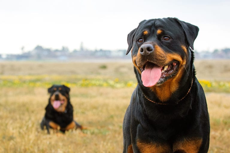 5 Best Rottweiler Crates: Our 2022 Rottweiler Crate Size Guide