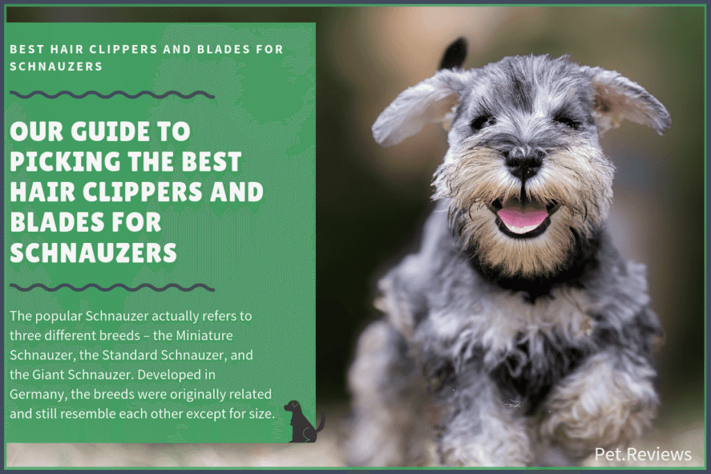 best hair clippers for schnauzers