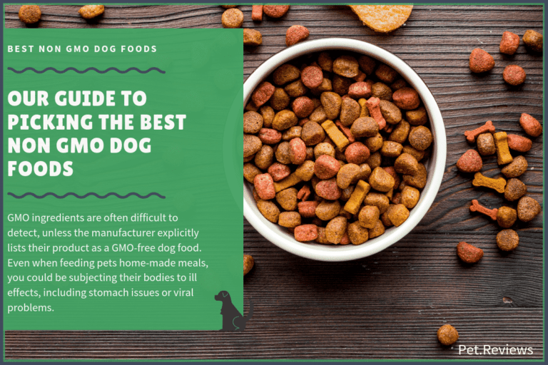 7 Best Non GMO Dog Foods: Our GMO Free Dog Food Guide