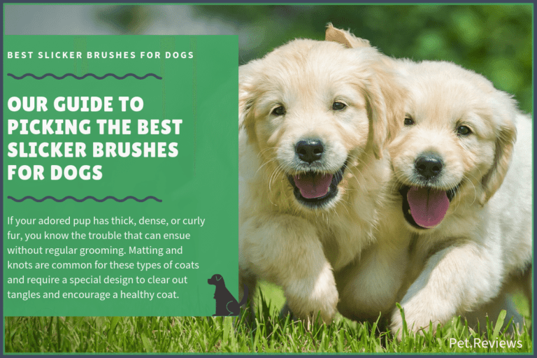 7 Best Slicker Brushes for Dogs in 2023