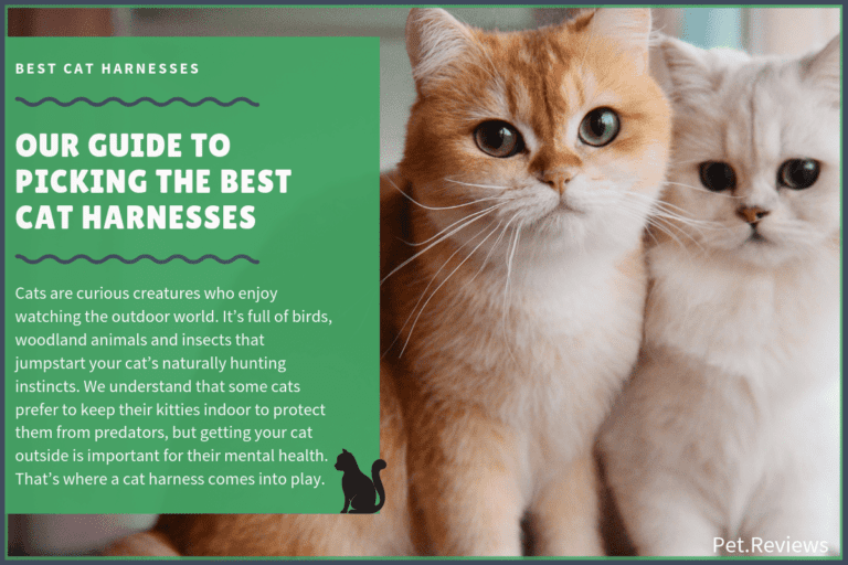 6 Best Cat Harnesses With Our 2023 Budget-Friendly Pick