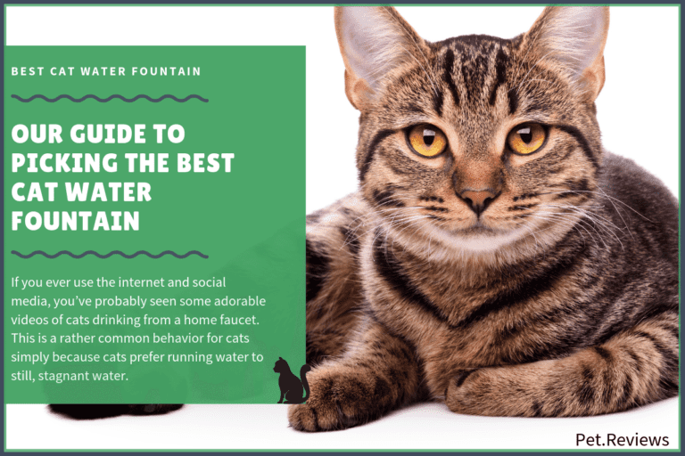 7 Best Cat Water Fountain With Our 2022 Budget-Friendly Pick