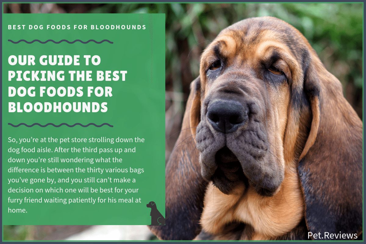 best dog food for bloodhounds
