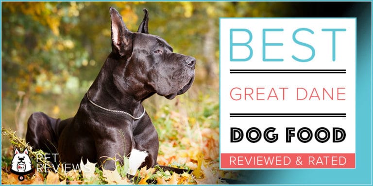 11 Best (Highest Quality) Dog Foods for Great Danes in 2022