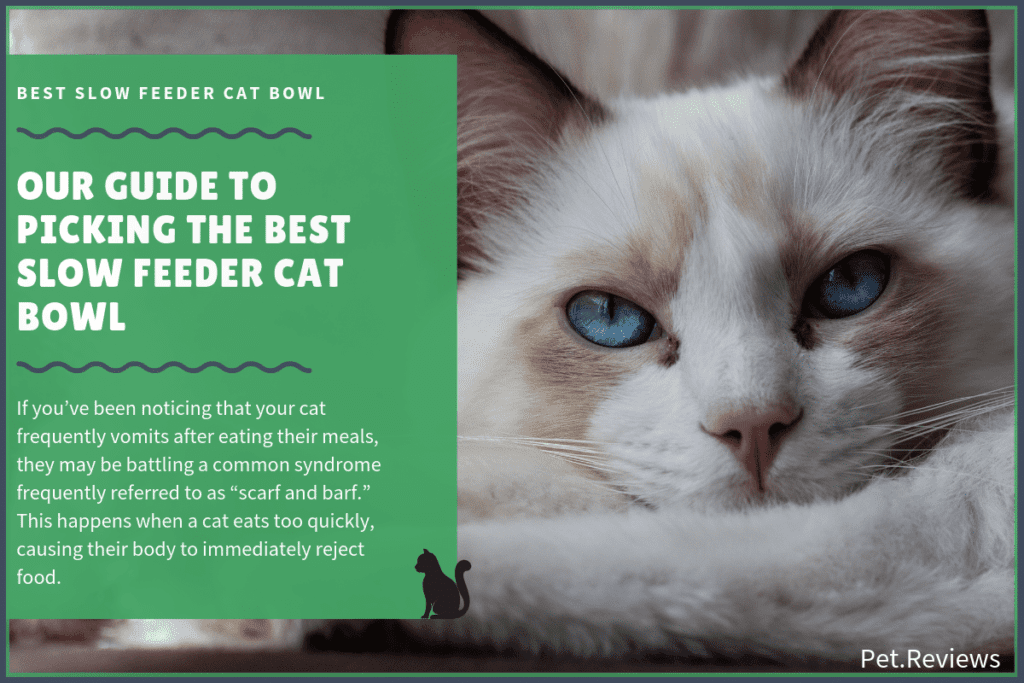 best slower feeder cat bowl