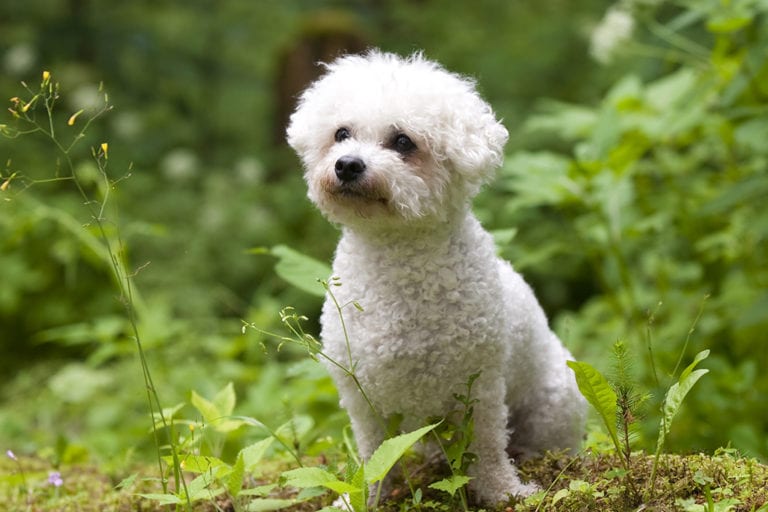 7 Best Dog Shampoos for a Bichon Frise in 2022