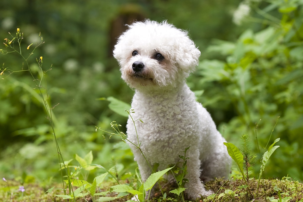 why bichon frise smell